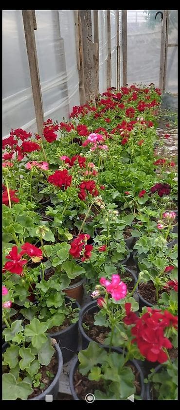 qirmizi kala gulu: Məhsul: Sardunya (Pelargonium) saksı gülləri Təsvir: - İsti, canlı — 4