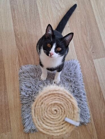 pisiye verilen adlar: Erkək, Yaxşı əllərə, Ünvandan götürmə — 4