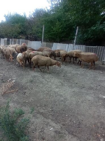 heyvan bazari inekler: Qoyun sürüsü satılır - Şəkillərdə göstərilən yerli südlük-ətlik — 1