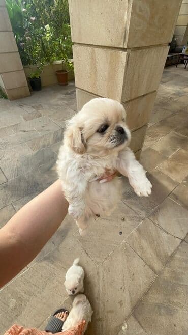 Pekines, 1 ay, Peyvəndli