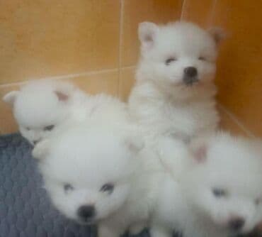 померанский шпиц цена баку: Şpitz, 2 ay, Dişi, Pulsuz çatdırılma — 2