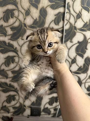 Британская