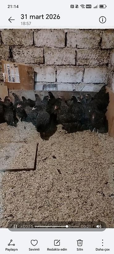 Toyuq, Yumurtalıq lalafo.az -da Toyuq, Yumurtalıq