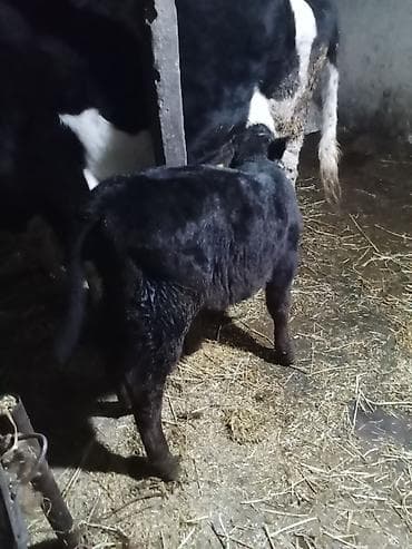 qaz balasi satilir: 1 ci qarna dügedi mayalama anqus balsi vardı temiz ivanofqadi üvan — 3