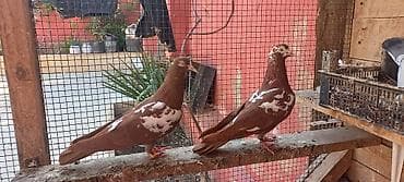 goyercin berde: Erkey maya cutu 55 manata — 5