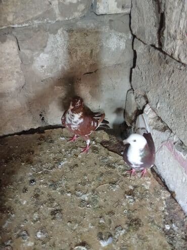 ördək yumurtası satışı: Tam sağlam heyvanlardi tutulmalardi — 2