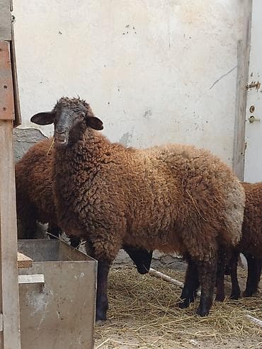 qoyun: Quzular 5-6 ayliqdilar erkəkdilər xüsusi bəslənirlər meyvə tərəvəzlə — 4