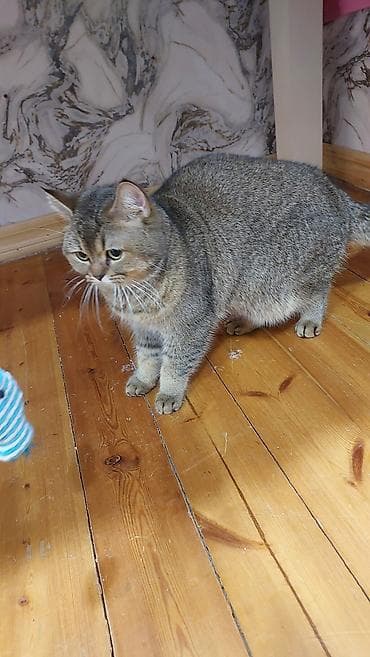 siam pisiyi: Şinşilla, Erkək, Yaxşı əllərə, Ödənişli çatdırılma — 2