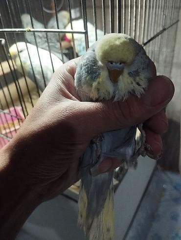 naxcivan heyvan elanlari: Jumbolar satilir,2 aylig balalardi biri mayadi 3 Erkey,qiymətlər — 2