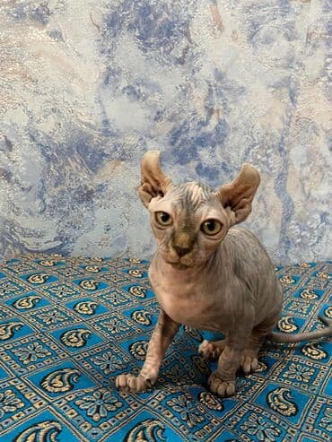 возьму котенка в добрые руки: Sfinks — 1