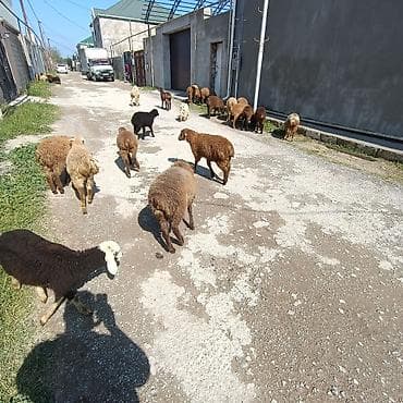 zaqatala heyvan satisi: Salam aleyküm ünvan binə atclk qiymet 215 manatdan 260 manata kimi — 7