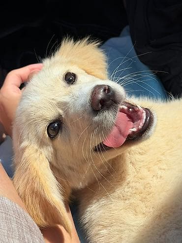heyvan satisi: Retriever, 5 ay, Dişi, Peyvəndli — 1