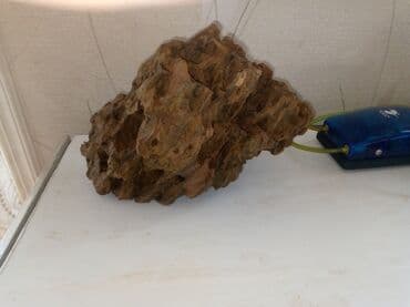 arpa toxumu satışı: Tecili dekor daş satılır endirimde edecem isteyen yıxa biler cox vaxdı — 3