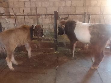 2 eded erkek dana Qiymeti 1000 ve 1100 manat
