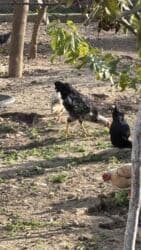 Коровы, быки: Sağlam beçələr satılır — 1