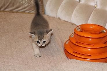 şotlant pişiy: Şotland, Yaxşı əllərə — 4