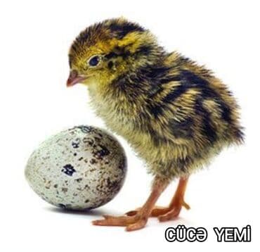 cucə yem qabı: Toyuqlar, cücələr və digər ev quşları üçün yem. Keyfiyyətli, qidalı və — 3