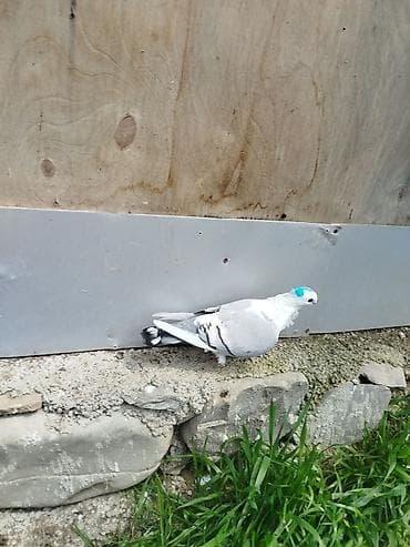 göyərçinler: Super bala veren qizgin maya hünlari.quyrugu lenti bogazinin zınqırovu — 1