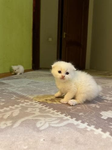 Ağ rəngli, tüklü balaca pişiklər - Yumuşaq, qar ağ xəz; qısa, sıx lalafo.az -da Ağ rəngli, tüklü balaca pişiklər - Yumuşaq, qar ağ xəz; qısa, sıx