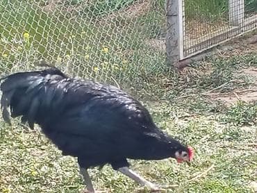 toy budel: Toyuq, Australorp, Yumurtalıq — 3