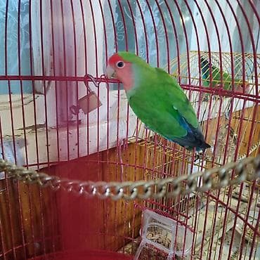 deniz donuzcugu: Agapornis cütləri – rəngli sevda papuqayları Cütü 80₼. 2 cütdür, 1cüt — 2