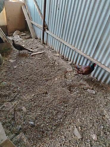 patchi шоколад цена: 1cüt 2illik Qafqaz və1 cüt bala qafqaz qırqovul. 7 ag bildirçin — 3
