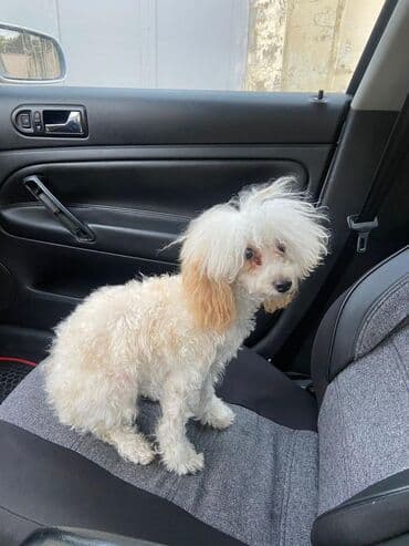 şotlan pişik: Şotland yastı qulaq, Erkək, Dişi, Yaxşı əllərə, Ünvandan götürmə, Pulsuz çatdırılma, Ödənişli çatdırılma — 169