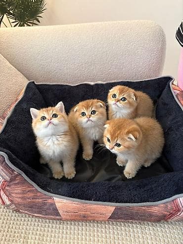 van pişik: Qızıl şinşilla — 4