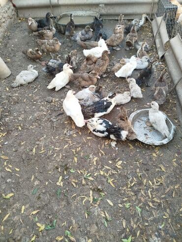 значок хары бюльбюль купить: Krasnadar zümrüd macar mirvari lavanda yerli lal ördək isdeyem vatsapa — 1