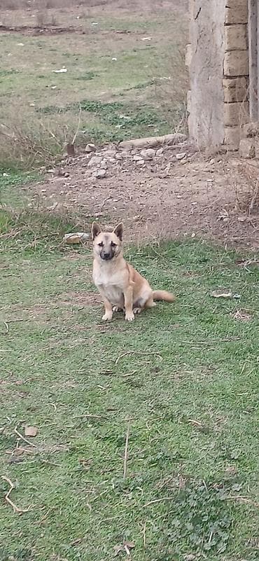 heyvan meymun: Çixuahua, 10 ay, Erkek — 9