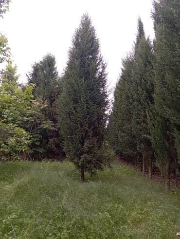 пластмассовый бак для воды купить: Her növ ağaclar ve dekarativ ağaclar çox ucuz ve qarantili gubresiz — 21