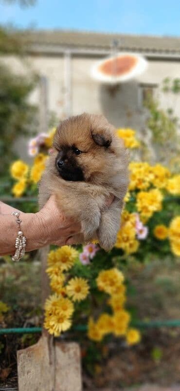 в добрые руки: Шпиц — 2