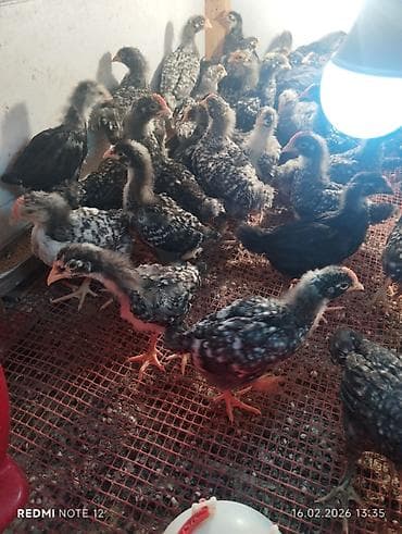 Toyuq cücələri, Damazlıq, Ödənişli çatdırılma