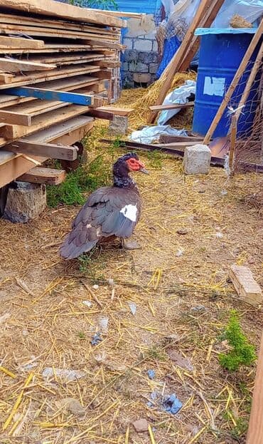 Kariçni alman cinsi ərkey damazlıq 1 illik