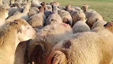 Dişi, il: 1, Damazlıq, Pulsuz çatdırılma lalafo.az -da Dişi, il: 1, Damazlıq, Pulsuz çatdırılma