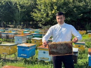 şəki halvası: Arıçılıq təsərrüfatından təbii bal və arı məhsulları - Çoxsaylı — 1