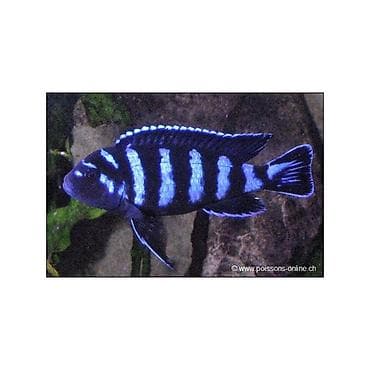 qurdbasar balasi satilir: Cixlid balığı — 6