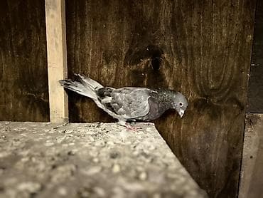 Ev göyərçinləri satılır – müxtəlif rəng və naxışlarda Məhsul — 3