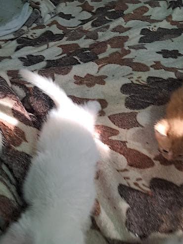 naxcivan heyvan bazari: Yaxşı əllərə — 2