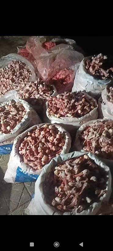 Süd məhsulları və yumurtalar: 0.20 qəpik kilosu itlər və pişiklər ücün yem itlər kücüklər kucuy it — 6