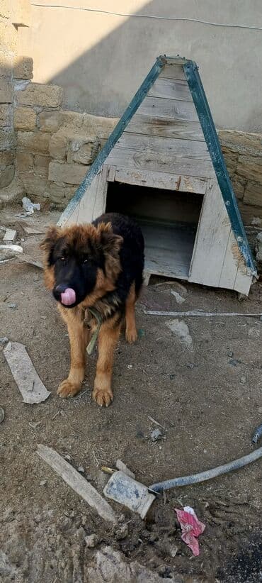 собака отдам в хорошие руки: Alman çoban iti, 1 il, Erkek — 2