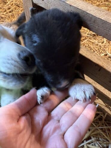 Toyota: 1 месяц — 7