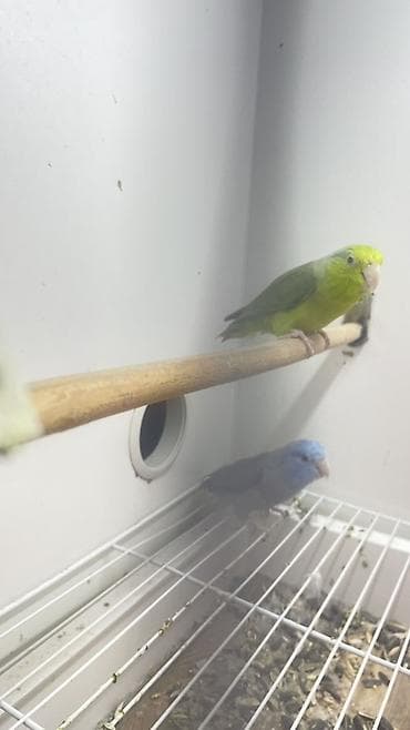 lalafo quşlar: Məhsul: Cüt cırtdan papuqay (Parrotlet) – yaşıl və mavi rəng — 2