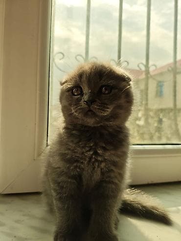 pişik cütleşdirmek: Britan — 2