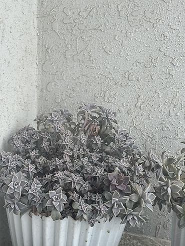 Bitki satışı – Sansevieria (Qaynanadili), sukkulentlər və kaktuslar — 8