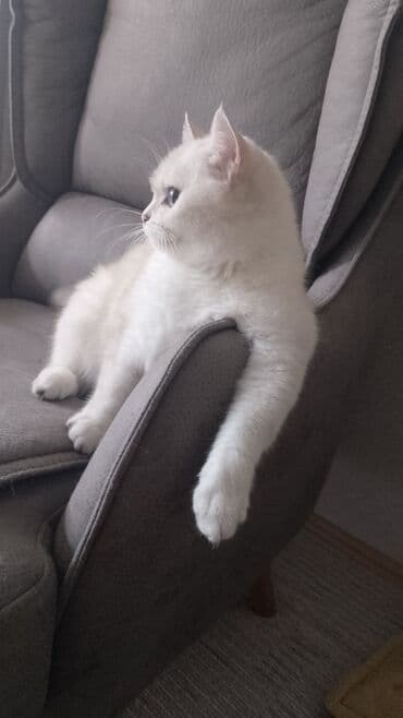 домик для кошки: Şinşilla, Dişi, Yaxşı əllərə, Pulsuz çatdırılma — 4