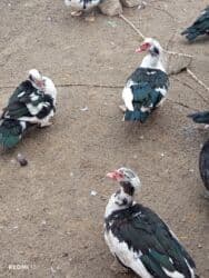 Коровы, быки: Самец, | Lal ordek, Для разведения, Самовывоз — 2