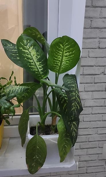 kala bitkisi: Dieffenbachia (difffenbaxiya) otaq bitkisi - Növ: Dieffenbachia — 1