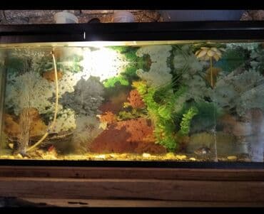 akvarum matoru: 3 ədəd akvarium en yekesi 300litr tutur heyətdə çekilen 150litr — 3