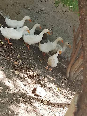 mandarin ordəyi: Ağ və qarışıq rəngli ev ördəkləri – təsərrüfat üçün sürü şəklində — 1